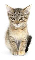 Kitten on a white background