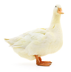 White duck on white.
