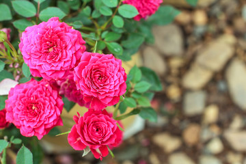 Pink rose in the garden