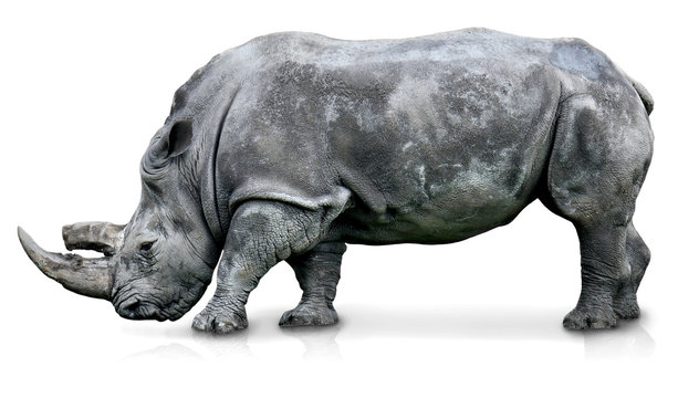 An isolated rhino in a white background