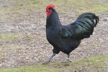 Australorp 