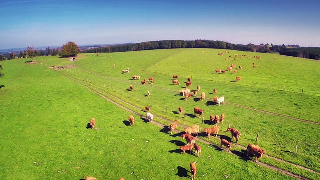 Aerial view of summer countryside with grazing cows. Full HD, 1080p