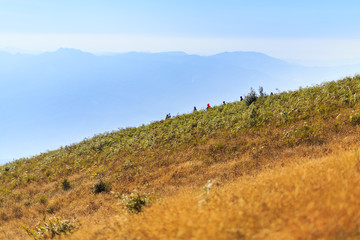 golden grass field at Doi inthanon in Chiangmai province,Thailand