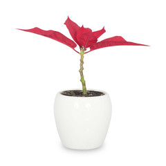 red flower in white pot isolated on white