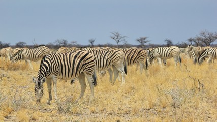 Fototapeta na wymiar Zebra Herd - African Wildlife Background - Lined up Lines