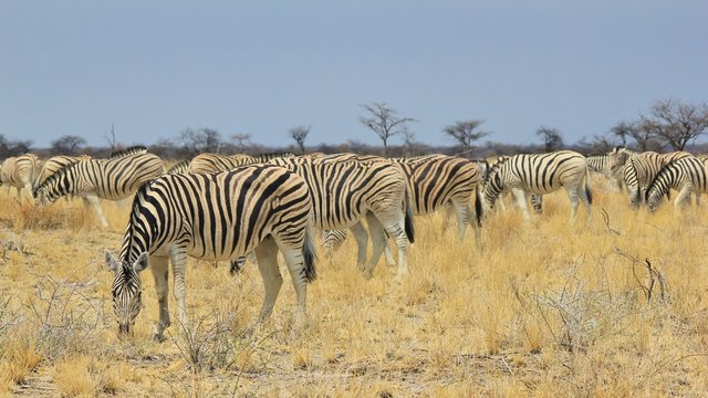 Zebra Herd - African Wildlife Background - Lined up Lines