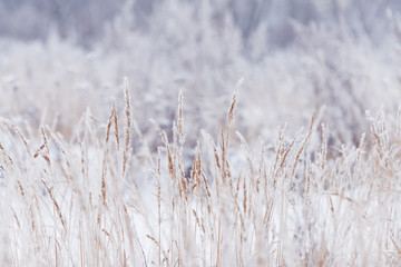 Blurred winter background, dry grass snowflakes