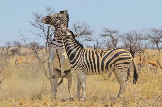 Zebra Stallion Fight - African Wildlife Background - Dominating Stripes