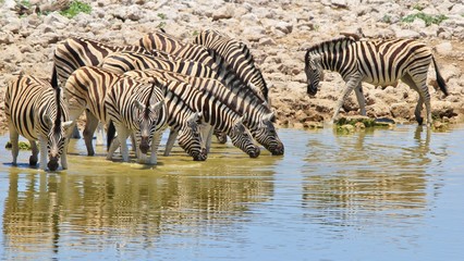 Fototapeta na wymiar Zebra - African Wildlife Background - Bliss of Stripes and Reflection