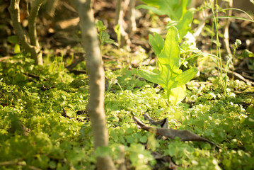 Growing plant.
