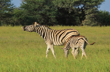 Fototapeta na wymiar Zebra - Happy Mom, Happy Life