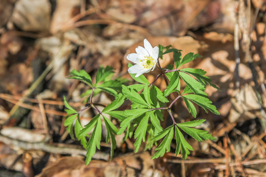Pierwsze znaki wiosny, zawilec gajowy (Anemone nemorosa)