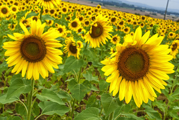 Sunflowers in Languedoc-Roussillon (France)