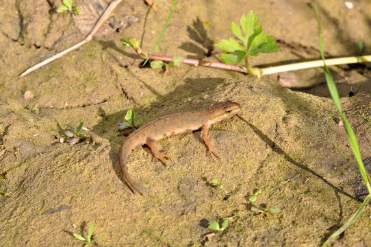 Common Newt