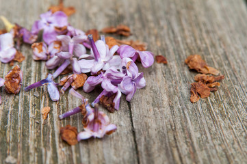pile of dead lilac flowers laying on a wooden deck in spring