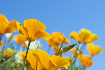 California golden poppies in spring