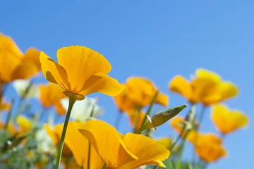 Cercles muraux Coquelicots California golden poppies in spring