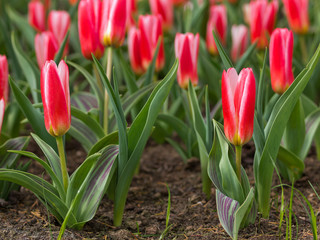 blooming red tulips