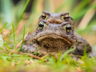 Fototapeta premium Mating Common toad
