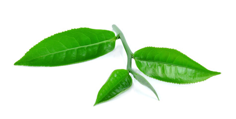 Obraz na płótnie Canvas green tea leaf isolated on white background