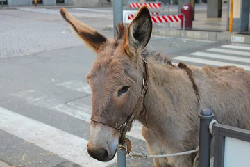 Crédence de cuisine en verre imprimé Âne donkey in the street