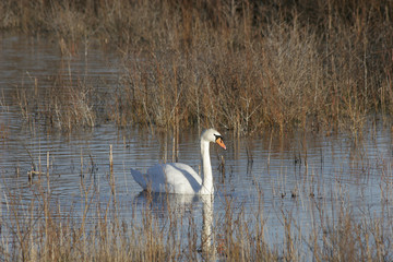 Zwaan in duinmeer