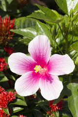 pink Hibiscus flower, Chinese Rose, Rosa mallow