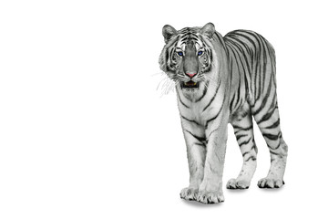 Tigre isolé sur blanc avec un tracé de détourage