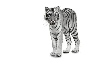 Papier Peint photo autocollant Tigre Tigre isolé sur blanc avec un tracé de détourage