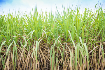 Obraz premium sugarcane field