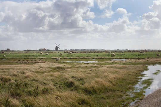 Schapen in Hollands landschap met molen