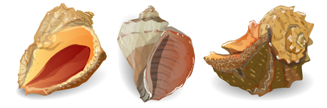 Seashell vector collection