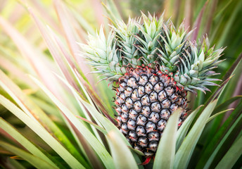 Fototapeta premium Pineapple
