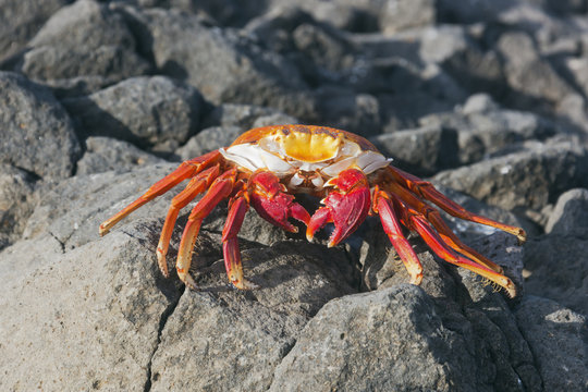 Sally lightfoort crab walking towards the camera. Selective focus on the head, other parts of the animal have a soft focus, fore- and background is out of focus.