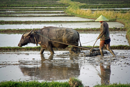 Birmanie, attelage &agrave; buffle dans les rizi&egrave;res du lac Inle