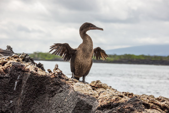 Flightless cormorant opening its tiny wings. Selective focus on the brid, foreground and background are out of focus,the strucure of the feathers on the belly give a fluffy impression