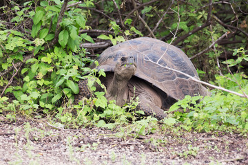 Galapagos tortoise coming out of the bushes. Selective focus on the head of the animal, foreground and background gets gradually out of focus