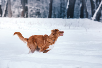 Dog Nova Scotia Duck Tolling Retriever  walking in winter park