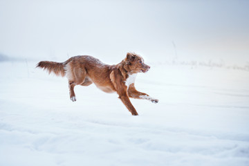 Dog Nova Scotia Duck Tolling Retriever  walking in winter park