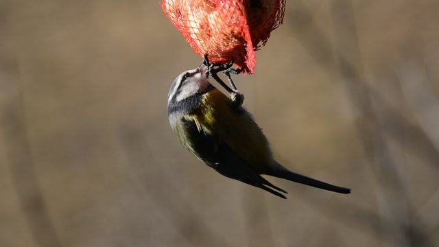 acrobazie
