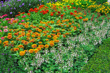 Colorful flowers in the gardens.