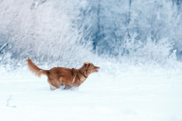Dog Nova Scotia Duck Tolling Retriever  walking in winter park