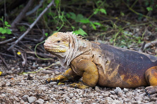 Land iguana shedding skin. Selective focus, foreground and background get gradually out of focus
