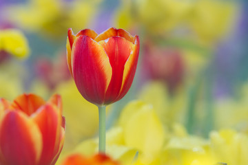 Fototapeta premium Orange tulips flower in the field