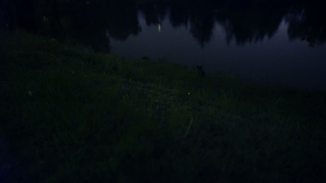 Fireflies by night