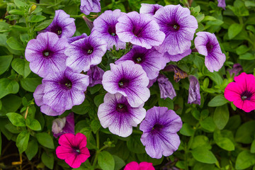 Beautiful Violet Petunia Flowers