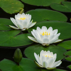 White lotus