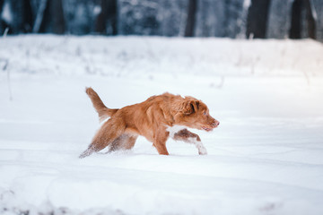 Dog Nova Scotia Duck Tolling Retriever  walking in winter park