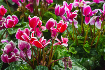 Winter flowers: cyclamen flowers in greenhouse, close-up