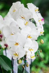 Orchid flowers with beautiful